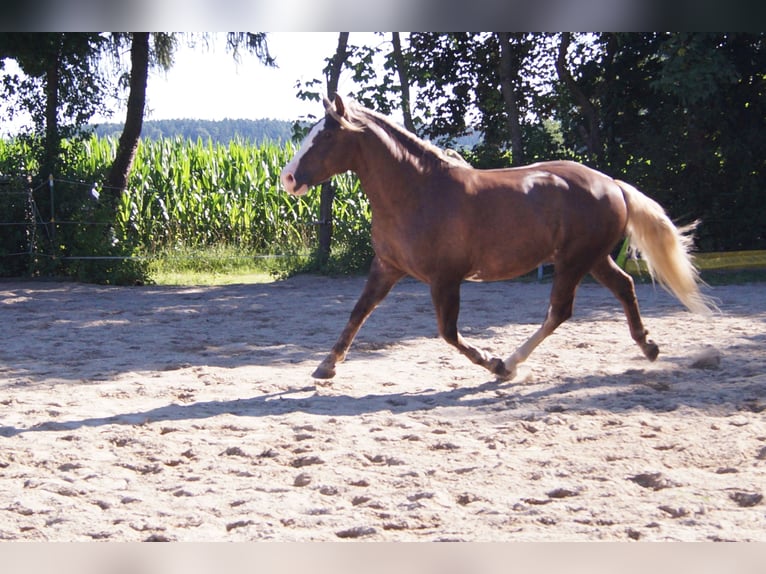 Caballo cuarto de milla Mestizo Caballo castrado 7 años 160 cm Buckskin/Bayo in Altomünster