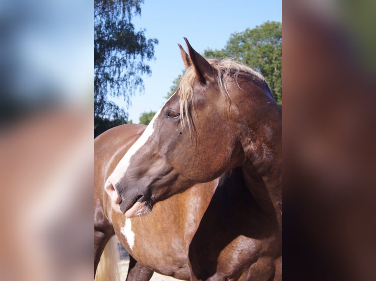 Caballo cuarto de milla Mestizo Caballo castrado 7 años 160 cm Buckskin/Bayo in Altomünster