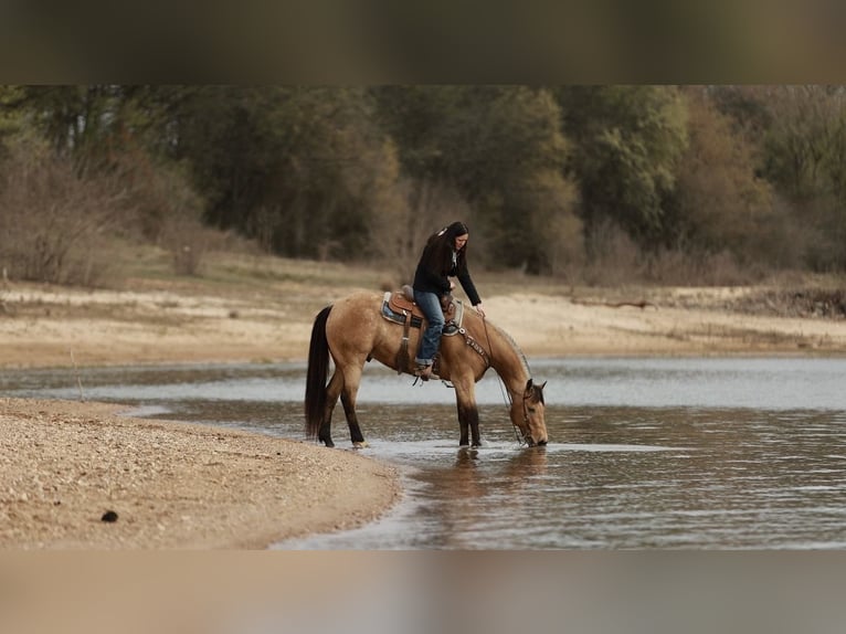 Caballo cuarto de milla Caballo castrado 7 años 160 cm Buckskin/Bayo in Batesville