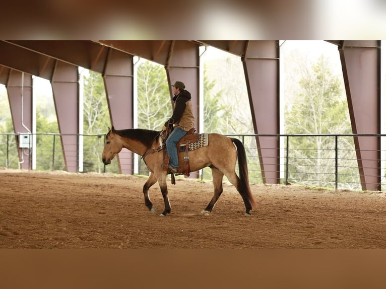 Caballo cuarto de milla Caballo castrado 7 años 160 cm Buckskin/Bayo in Batesville