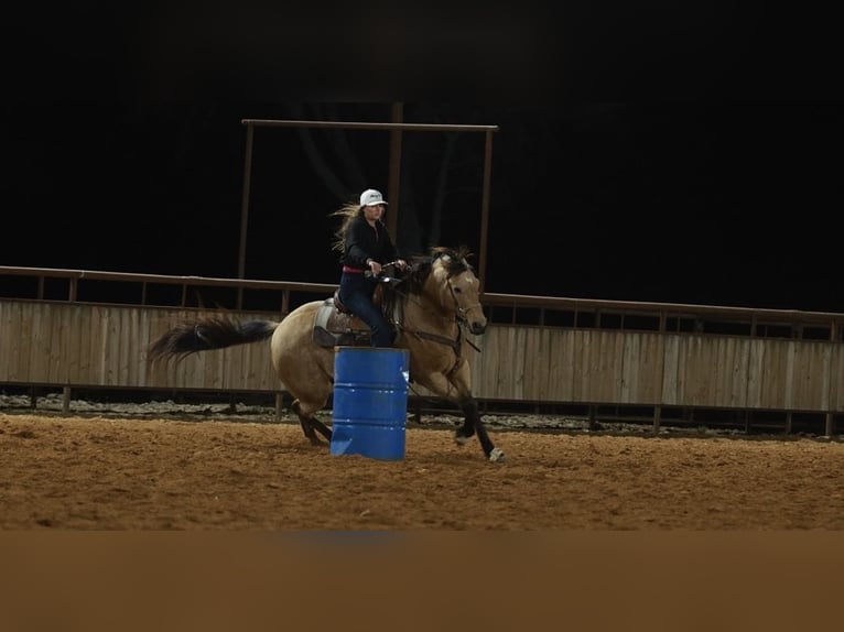 Caballo cuarto de milla Caballo castrado 7 años 160 cm Buckskin/Bayo in Batesville