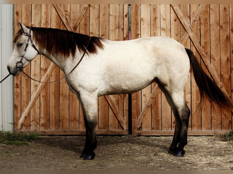Caballo cuarto de milla Caballo castrado 7 años 160 cm Buckskin/Bayo in Fort Collins