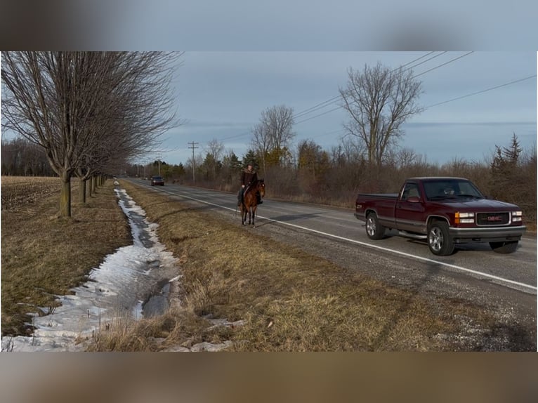 Caballo cuarto de milla Caballo castrado 7 años 160 cm Castaño rojizo in Saginaw