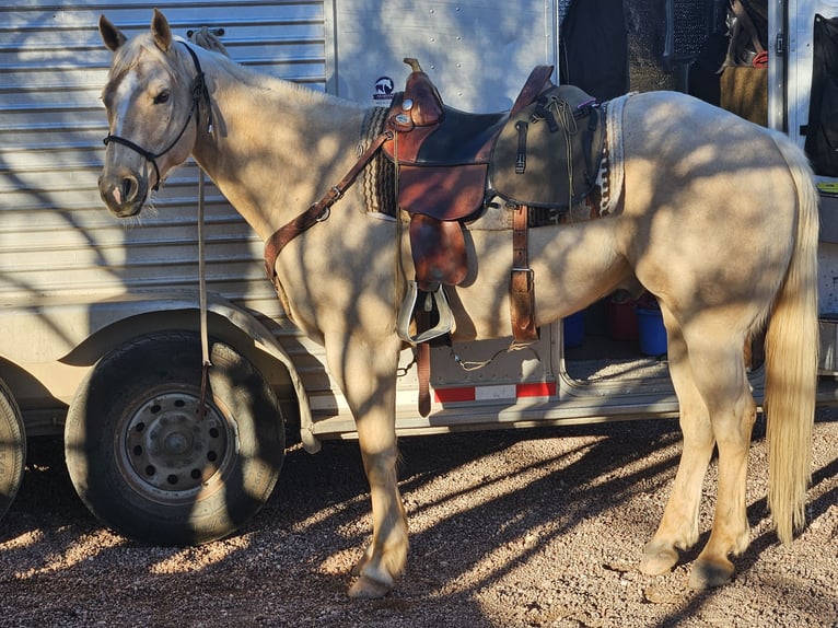 Caballo cuarto de milla Caballo castrado 7 años 160 cm Palomino in Tucson