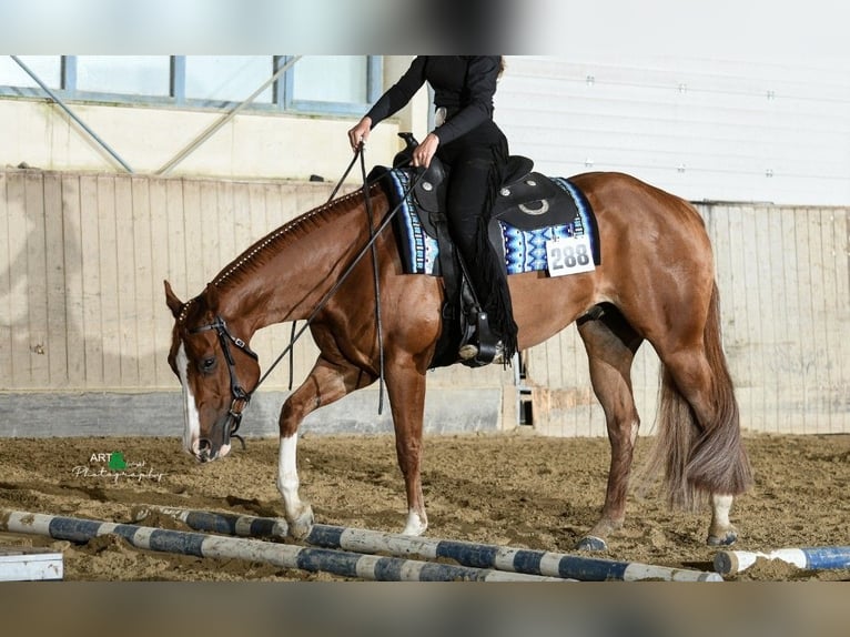 Caballo cuarto de milla Caballo castrado 7 años 162 cm Alazán in Burgebrach