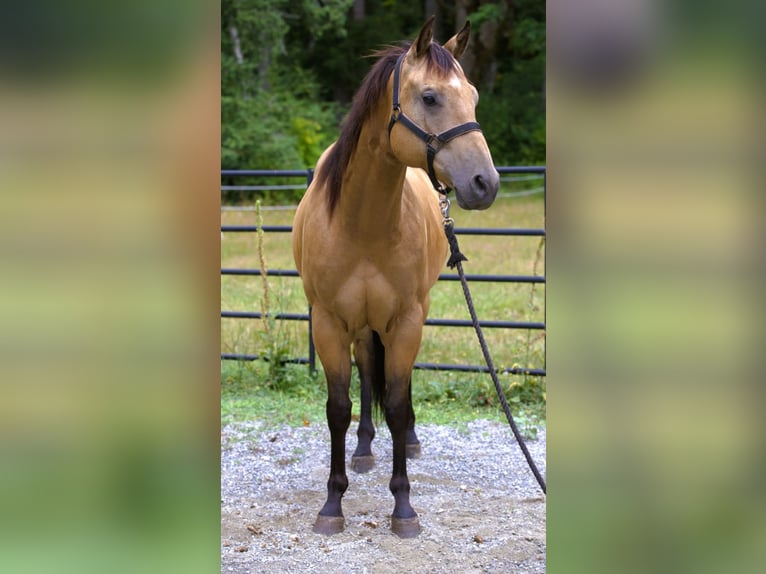 Caballo cuarto de milla Caballo castrado 7 años 163 cm Buckskin/Bayo in BC, Canada