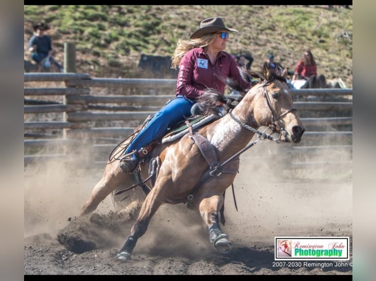 Caballo cuarto de milla Caballo castrado 7 años 163 cm Buckskin/Bayo in BC, Canada