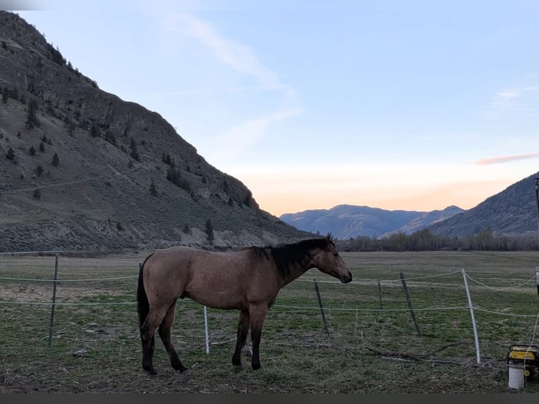 Caballo cuarto de milla Caballo castrado 7 años 163 cm Buckskin/Bayo in BC, Canada