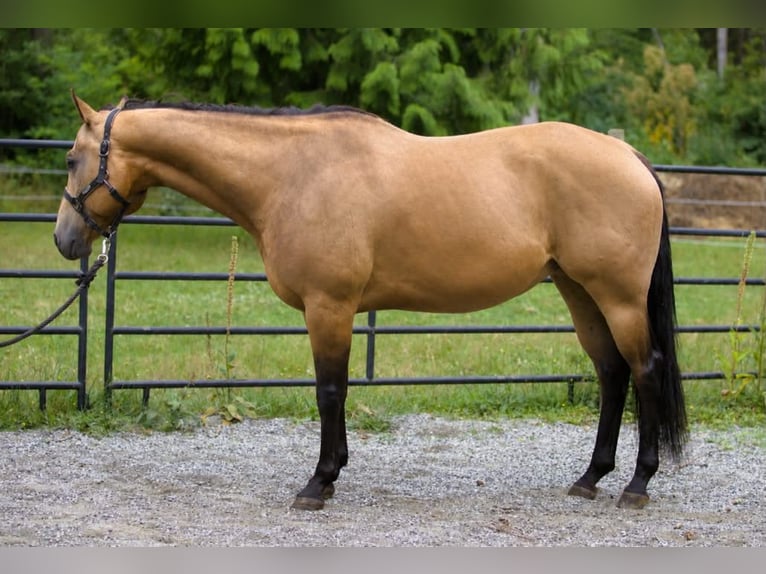Caballo cuarto de milla Caballo castrado 7 años 163 cm Buckskin/Bayo in BC, Canada
