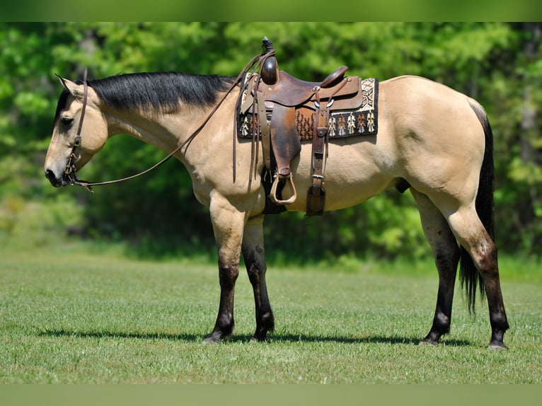 Caballo cuarto de milla Caballo castrado 7 años 163 cm Buckskin/Bayo in Amory