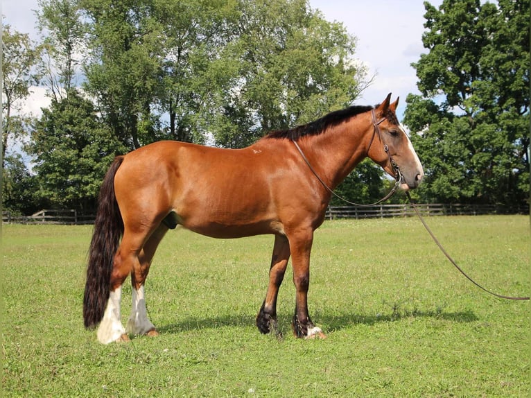 Caballo cuarto de milla Caballo castrado 7 años 163 cm Castaño rojizo in Highland MI