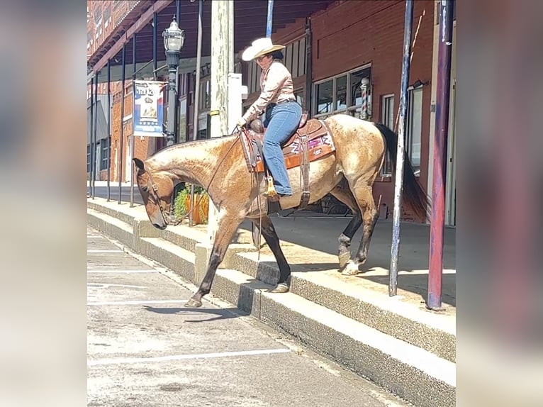 Caballo cuarto de milla Caballo castrado 7 años 163 cm Castaño-ruano in Henderson