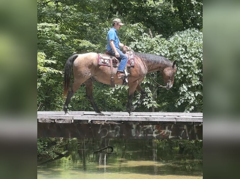 Caballo cuarto de milla Caballo castrado 7 años 163 cm Castaño-ruano in Henderson