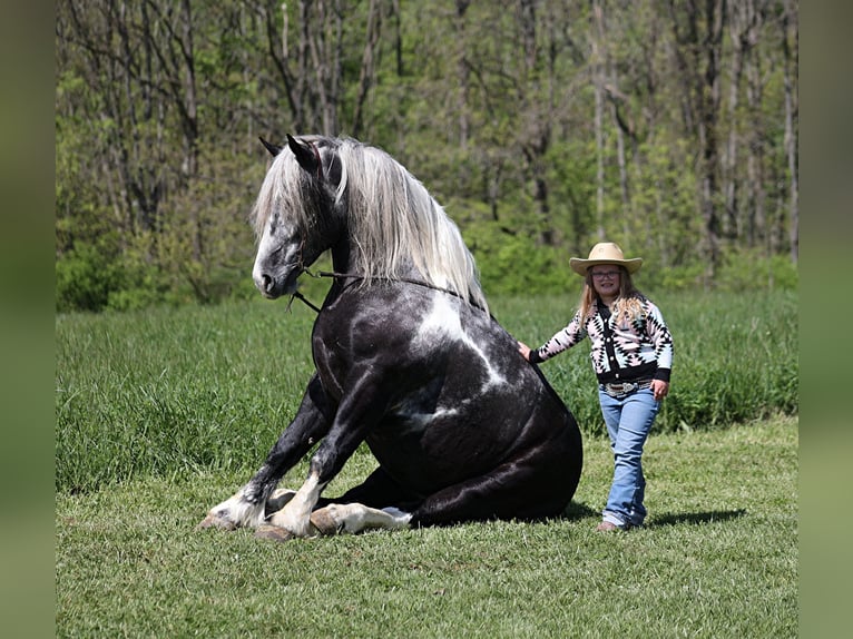 Caballo cuarto de milla Caballo castrado 7 años 163 cm Tobiano-todas las-capas in Mount Vernon KY