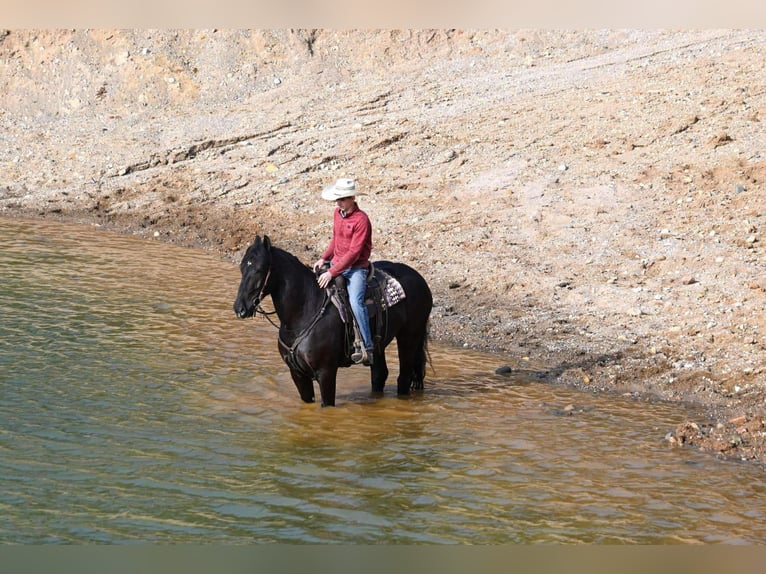 Caballo cuarto de milla Caballo castrado 7 años 165 cm Negro in Sturgis Mi