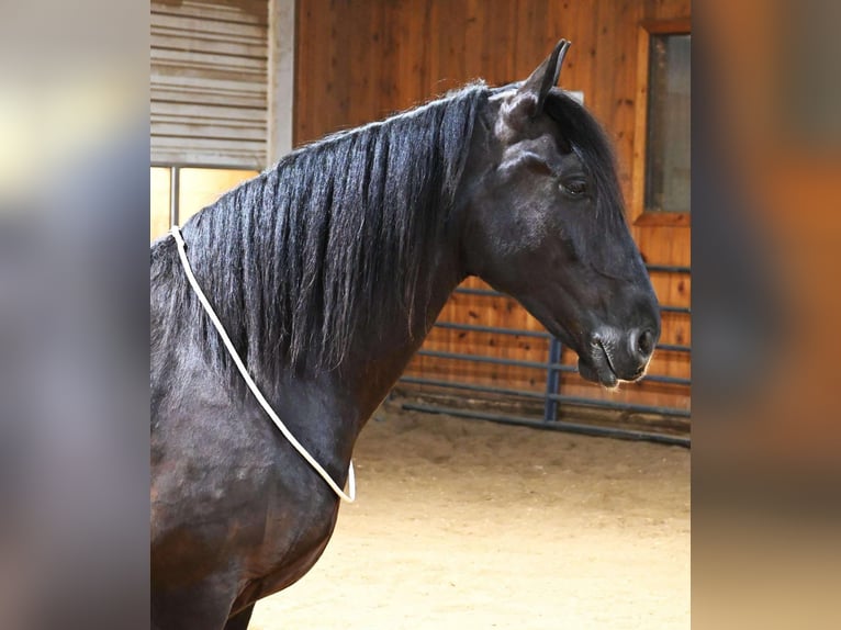 Caballo cuarto de milla Caballo castrado 7 años 165 cm Negro in Sturgis Mi