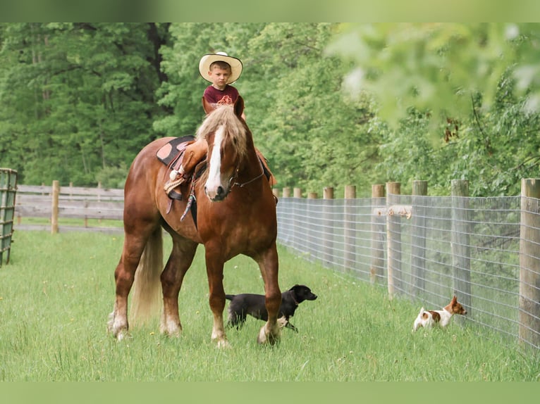 Caballo cuarto de milla Caballo castrado 7 años 170 cm Alazán-tostado in Howell, MI