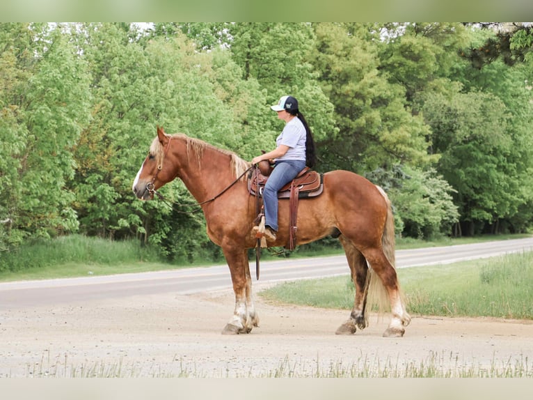 Caballo cuarto de milla Caballo castrado 7 años 170 cm Alazán-tostado in Howell, MI