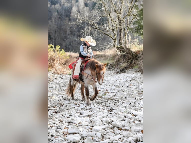 Caballo cuarto de milla Caballo castrado 7 años 99 cm Ruano alazán in Huntland, TN