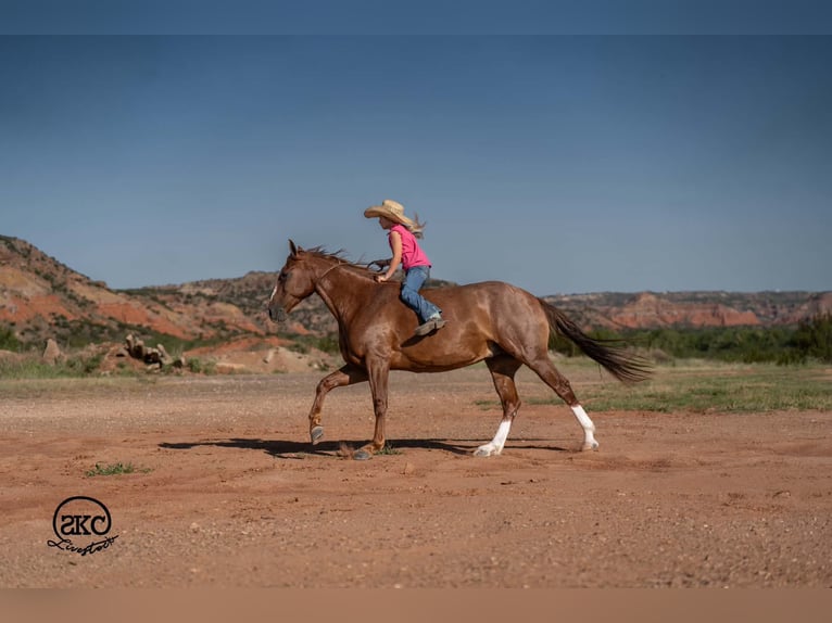 Caballo cuarto de milla Caballo castrado 7 años Alazán rojizo in Canyon