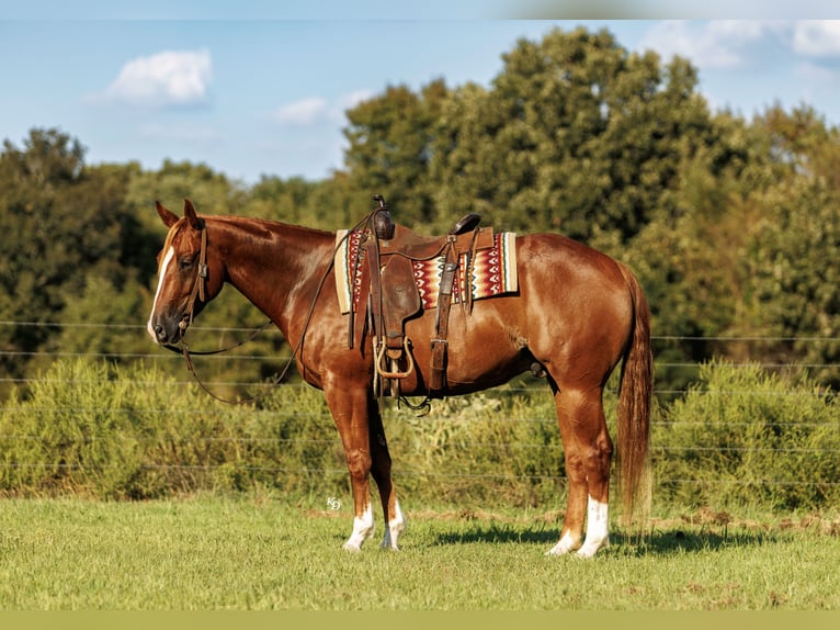 Caballo cuarto de milla Caballo castrado 7 años Alazán rojizo in Quitman