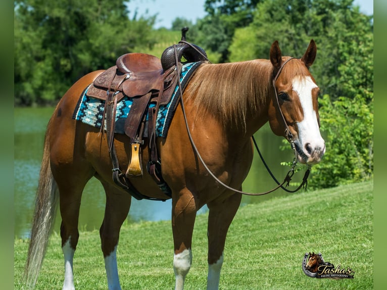 Caballo cuarto de milla Caballo castrado 7 años Alazán rojizo in Henderson