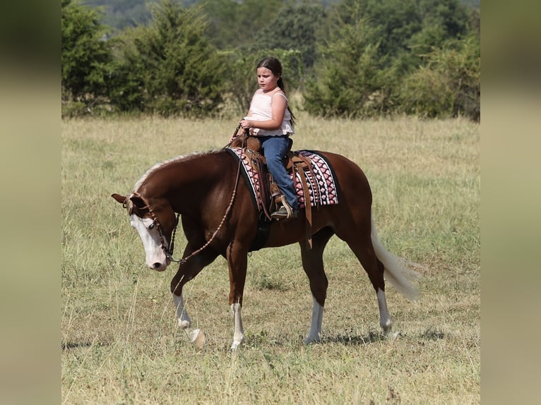 Caballo cuarto de milla Caballo castrado 7 años Alazán rojizo in Buffalo