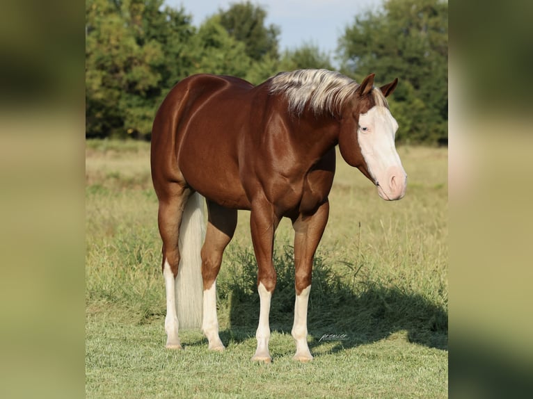 Caballo cuarto de milla Caballo castrado 7 años Alazán rojizo in Buffalo