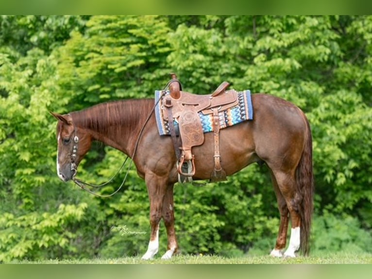 Caballo cuarto de milla Caballo castrado 7 años Alazán rojizo in Sedalia