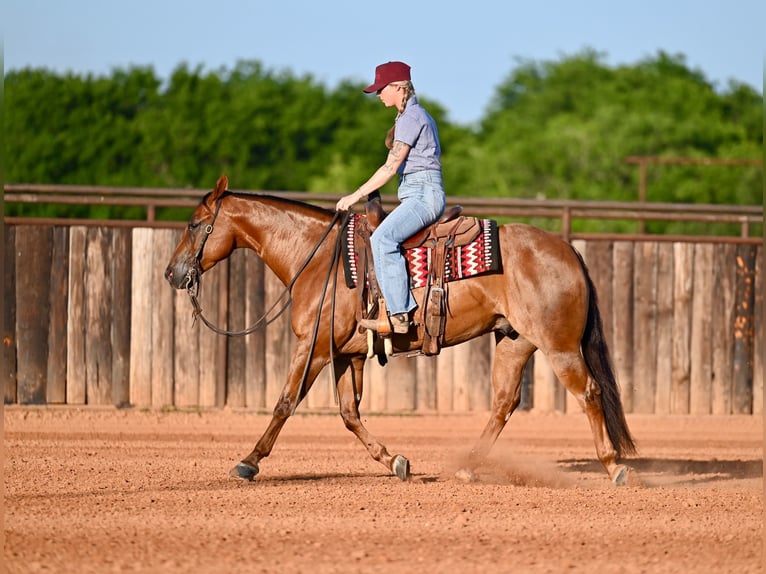 Caballo cuarto de milla Caballo castrado 7 años Alazán rojizo in Waco