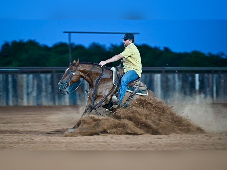Caballo cuarto de milla Caballo castrado 7 años Alazán rojizo in Waco