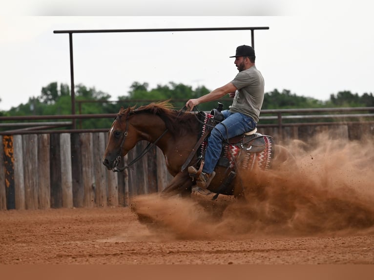 Caballo cuarto de milla Caballo castrado 7 años Alazán rojizo in Waco