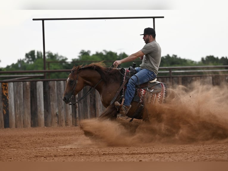 Caballo cuarto de milla Caballo castrado 7 años Alazán rojizo in Waco