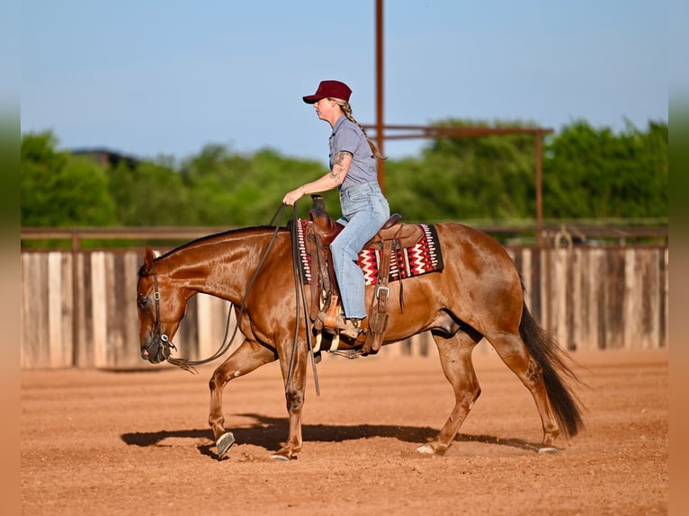 Caballo cuarto de milla Caballo castrado 7 años Alazán rojizo in Waco