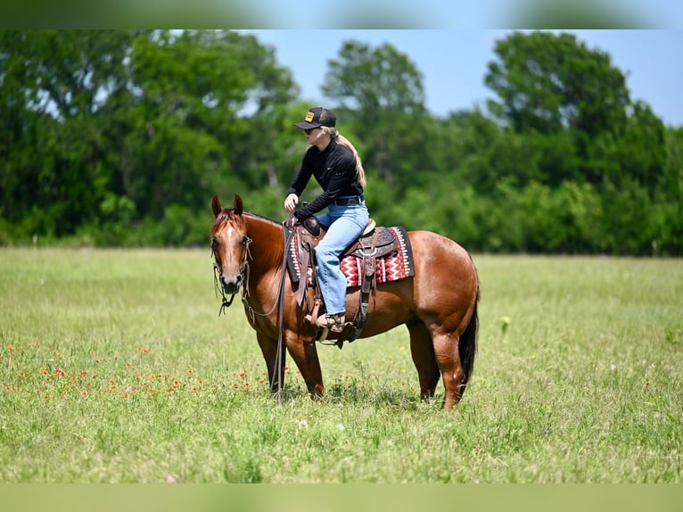 Caballo cuarto de milla Caballo castrado 7 años Alazán rojizo in Waco