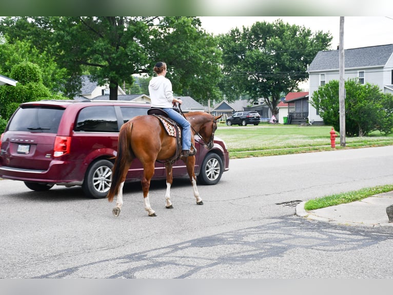 Caballo cuarto de milla Caballo castrado 7 años Alazán-tostado in Strasburg