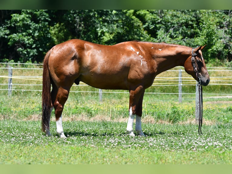 Caballo cuarto de milla Caballo castrado 7 años Alazán-tostado in Strasburg