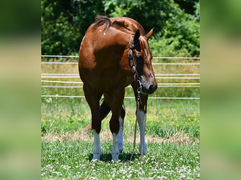 Caballo cuarto de milla Caballo castrado 7 años Alazán-tostado in Strasburg