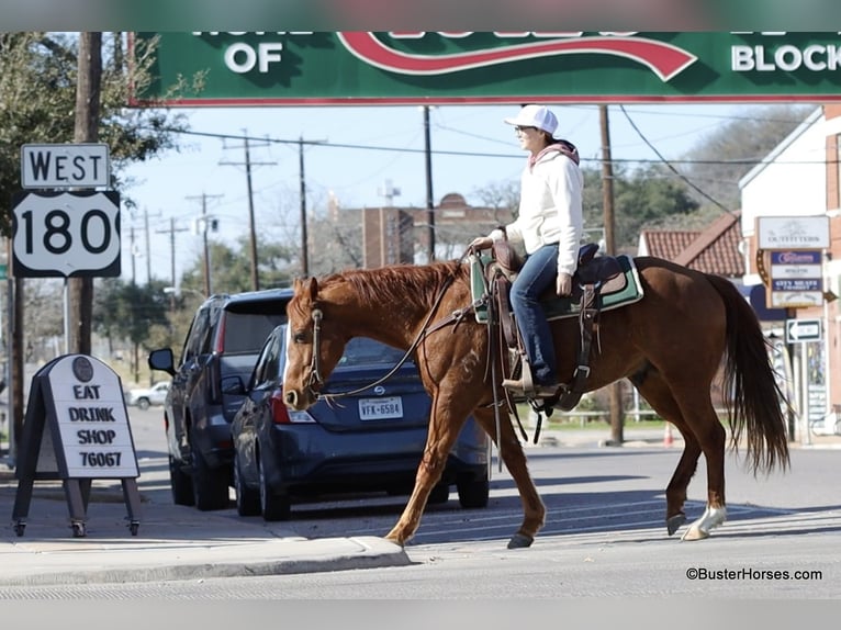 Caballo cuarto de milla Caballo castrado 7 años Alazán-tostado in Weatherford TX