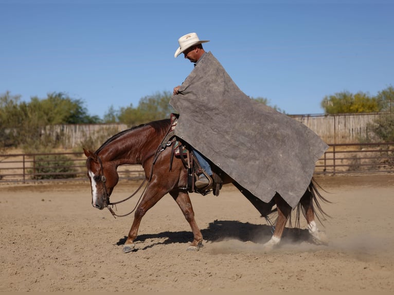 Caballo cuarto de milla Caballo castrado 7 años Alazán-tostado in East Helena