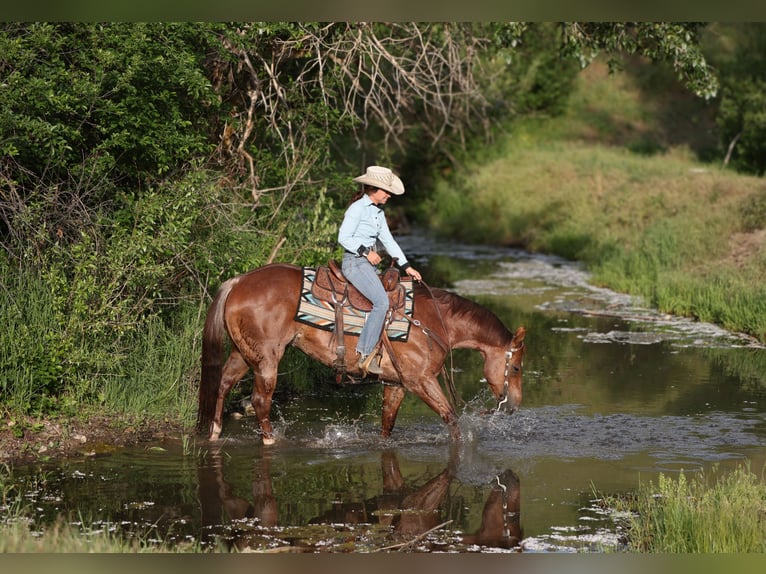 Caballo cuarto de milla Caballo castrado 7 años Alazán-tostado in East Helena