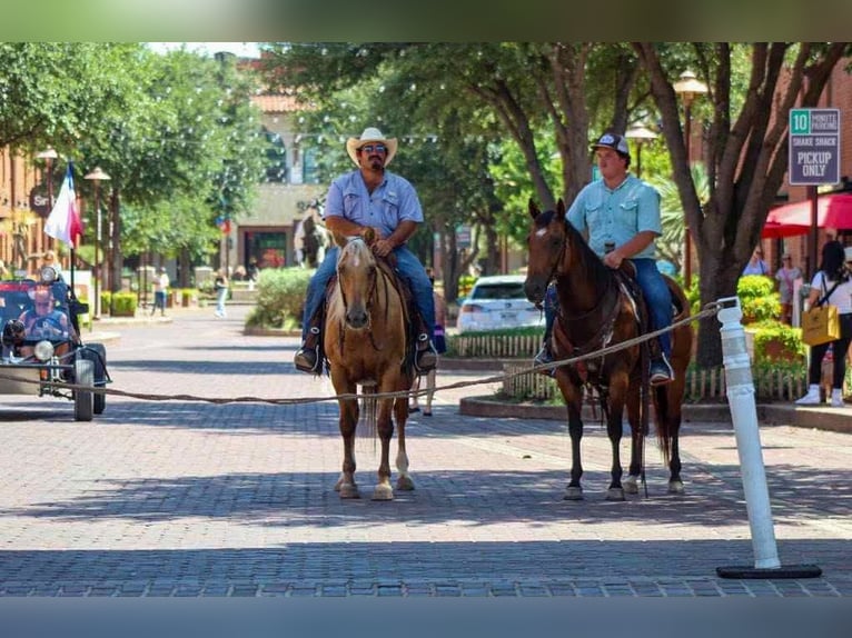 Caballo cuarto de milla Caballo castrado 7 años Bayo in Mount Vernon
