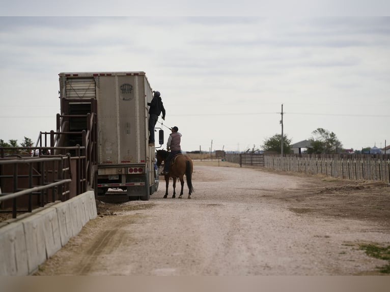 Caballo cuarto de milla Caballo castrado 7 años Bayo in Amarillo