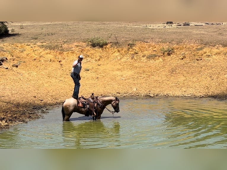 Caballo cuarto de milla Caballo castrado 7 años Buckskin/Bayo in Joshua Tx