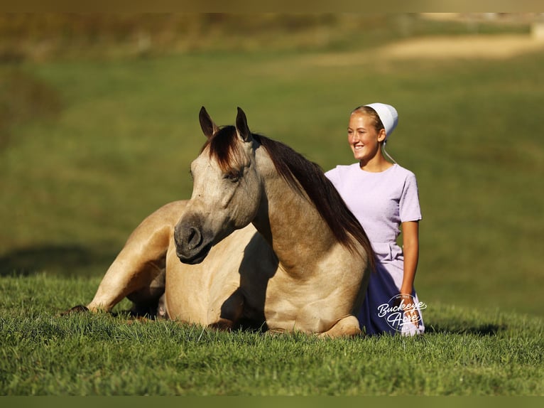 Caballo cuarto de milla Mestizo Caballo castrado 7 años Buckskin/Bayo in Millersburg oh