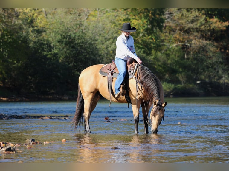 Caballo cuarto de milla Caballo castrado 7 años Buckskin/Bayo in Clarion