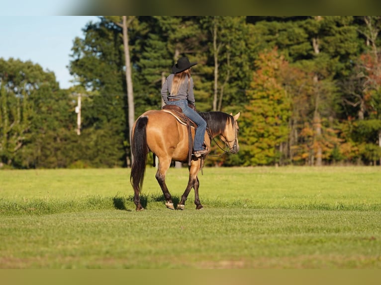 Caballo cuarto de milla Caballo castrado 7 años Buckskin/Bayo in Clarion