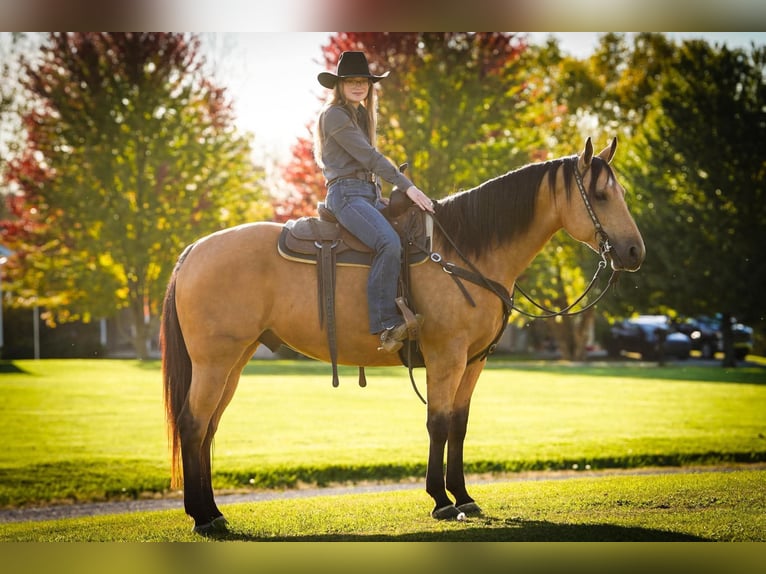 Caballo cuarto de milla Caballo castrado 7 años Buckskin/Bayo in Clarion