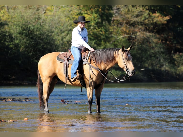 Caballo cuarto de milla Caballo castrado 7 años Buckskin/Bayo in Clarion