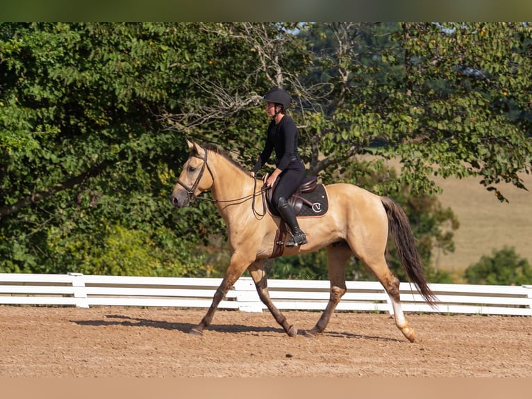 Caballo cuarto de milla Mestizo Caballo castrado 7 años Buckskin/Bayo in Clover